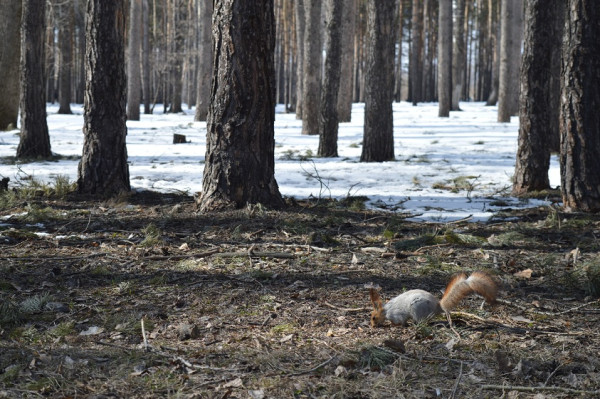 В Кузбассе суббота будет морозной с понижением температур до -10