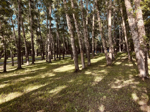 Понедельник в Кузбассе вновь подарит летнее тепло Понедельник в Кузбассе вновь подарит летнее тепло