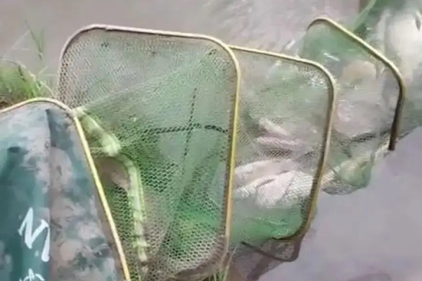 Браконьер из Кузбасса выловил краснокнижного осетра в Новосибирске