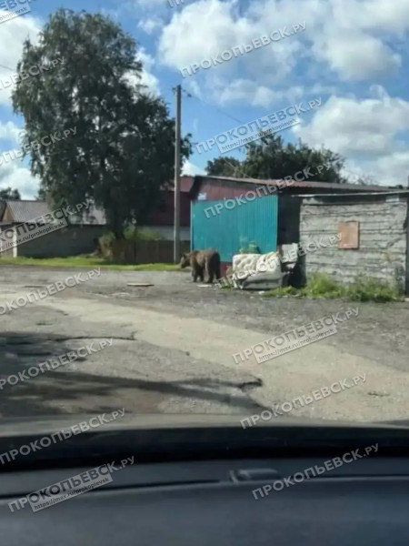 Блуждающий по Прокопьевску медведь не найден и не пойман Блуждающий по Прокопьевску медведь не найден и не пойман