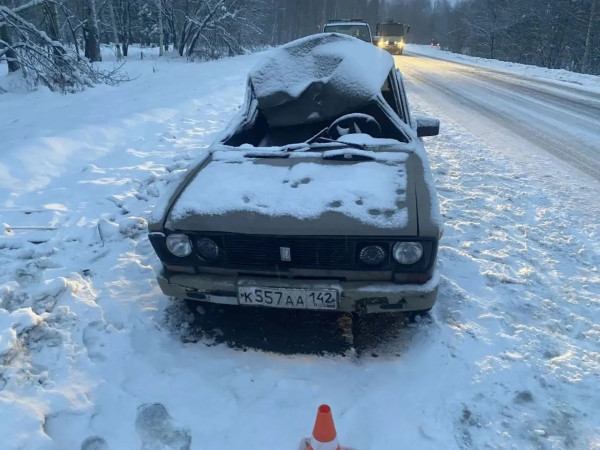 В ДТП с лосем на дороге Кузбасса пострадал несовершеннолетний пассажир